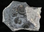 Marston Magna Ammonite Cluster #30759-1